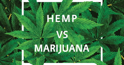 A Brief Look at Hemp vs Marijuana