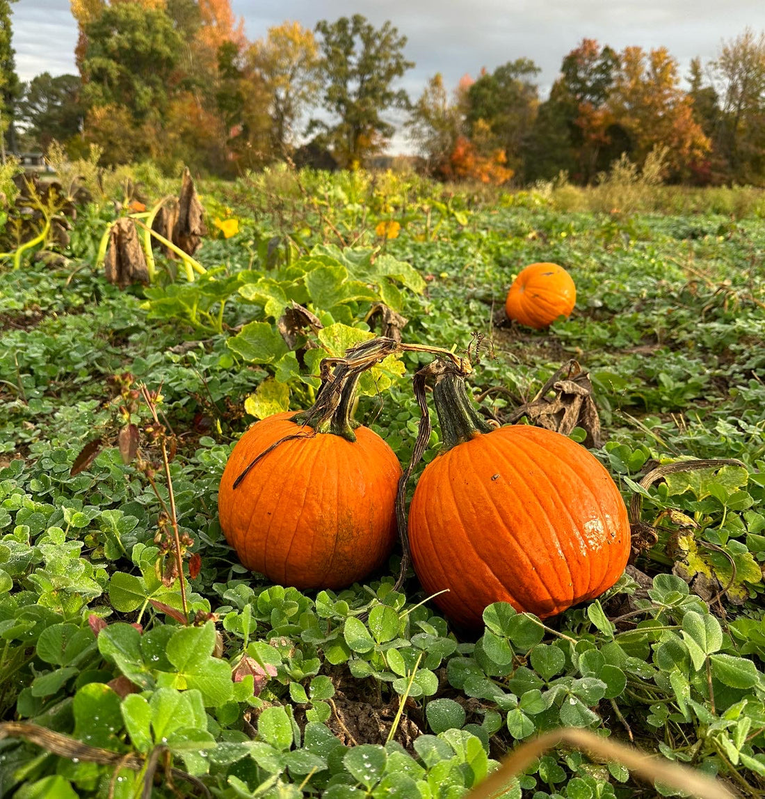 Flowers, Pumpkins, Nature, and a Smile